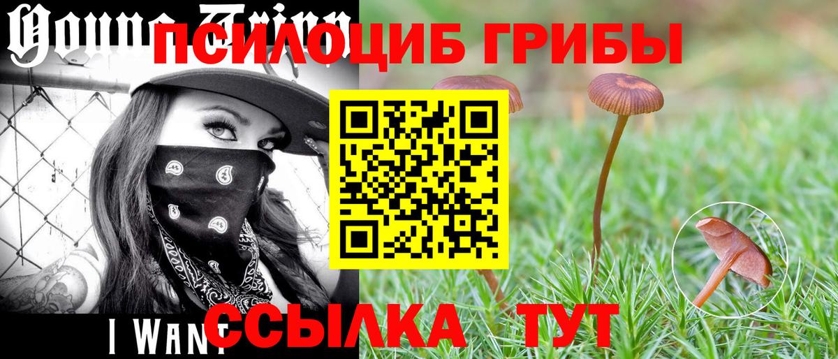 Псилоцибиновые грибы Cubensis Смоленск